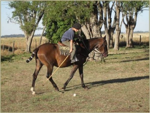 VENTA-DOMA Y PENSIONADO DE CABALLOS!!!! 