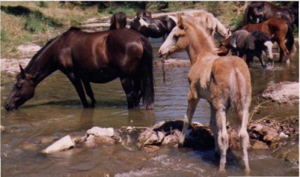 Caballos mansos