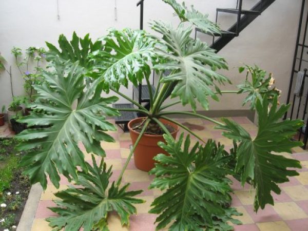 Planta muy grande de interior o exterior