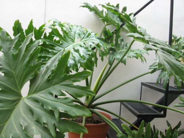 Planta muy grande de interior o exterior