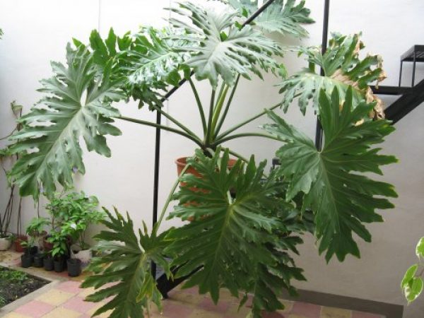 Planta muy grande de interior o exterior