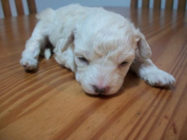 vendo caniches toy
