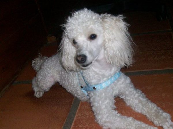 caniche toy para servicio