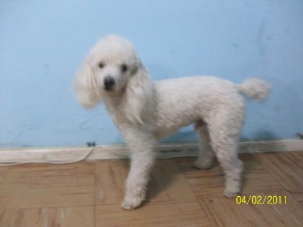 caniche toy para servicio