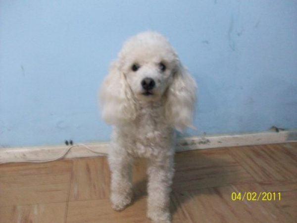 caniche toy para servicio