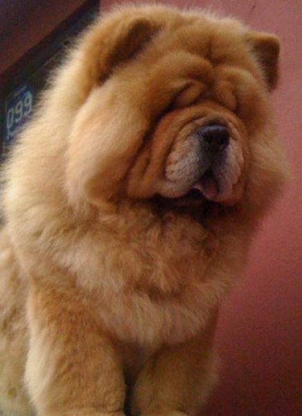 CRIADERO DE CHOW CHOW GUARDIA CHINA