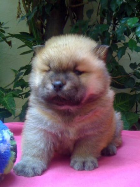 CRIADERO DE CHOW CHOW GUARDIA CHINA