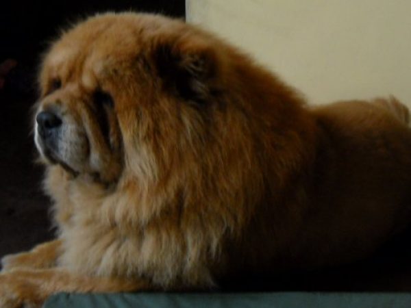 CRIADERO DE CHOW CHOW GUARDIA CHINA