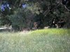 Terreno esquinero e/Sierra de los Padres