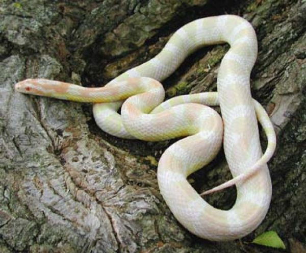 Tene tu mascota exotica!!!! 