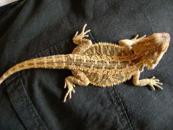 Tene tu mascota exotica!!!! 