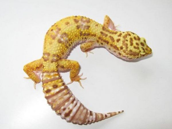 Tene tu mascota exotica!!!! 