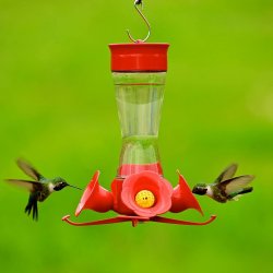 Bebederos para colibri