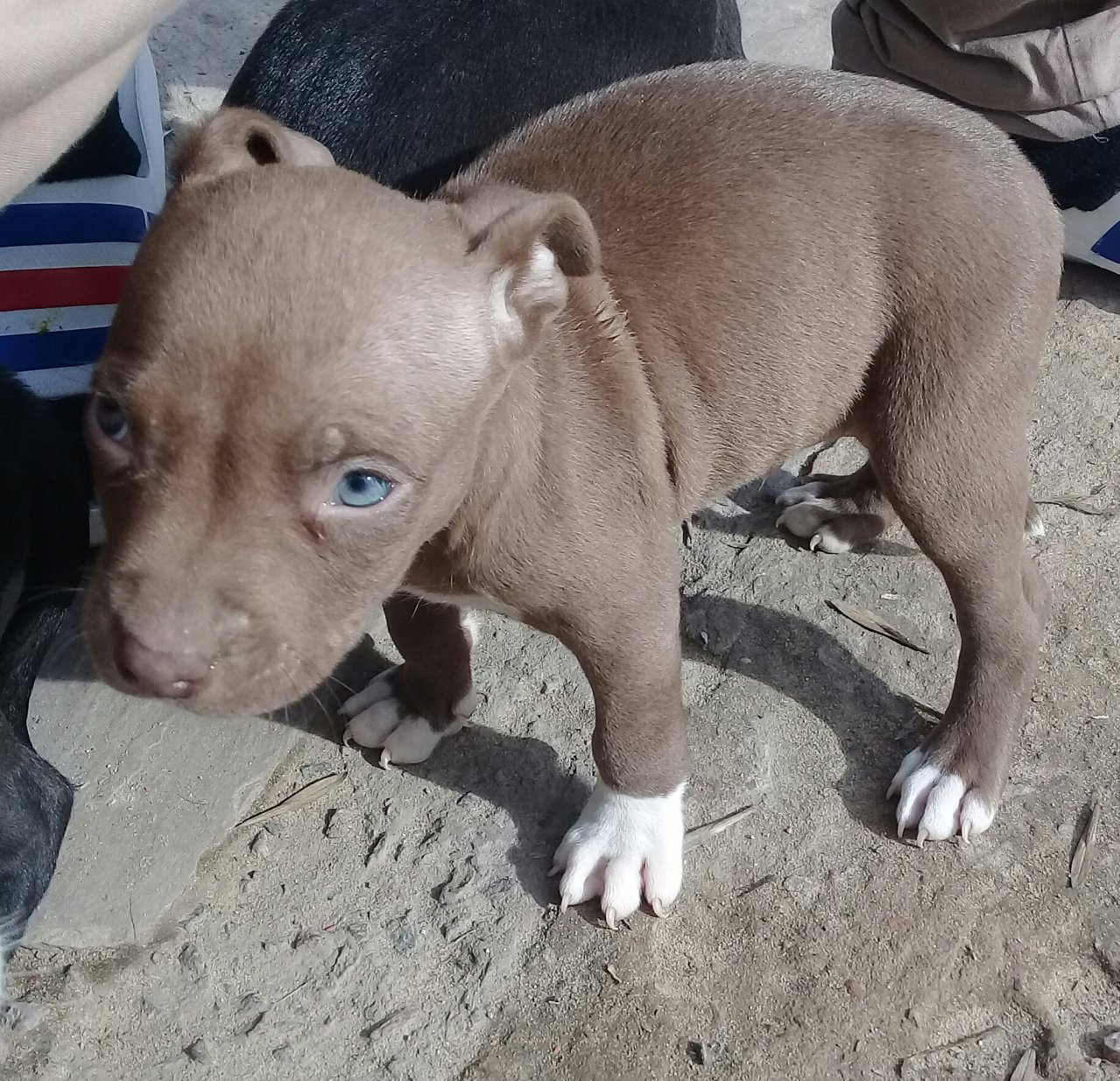 Cachorros Pitbulls Blue Nose En Zarate Region