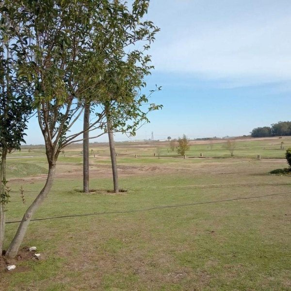 Lote | Zarate