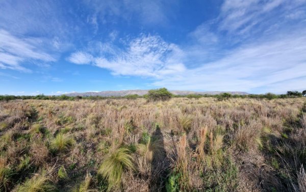 Lote | Cortaderas