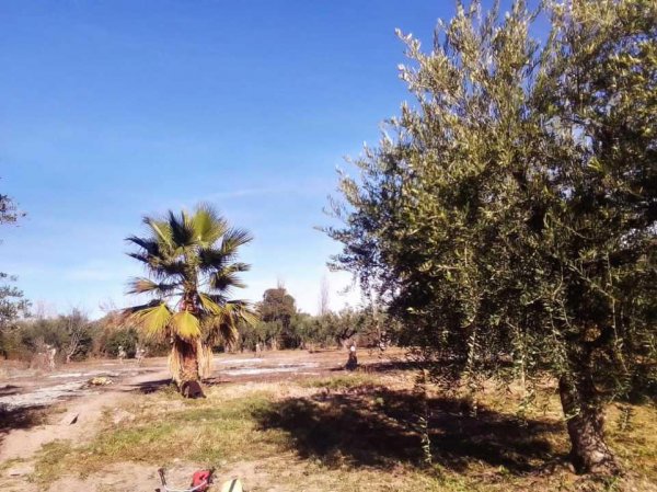 Lote | Mendoza