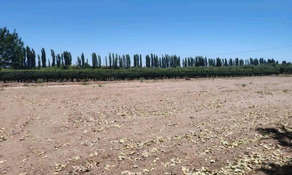 Lote | Junin