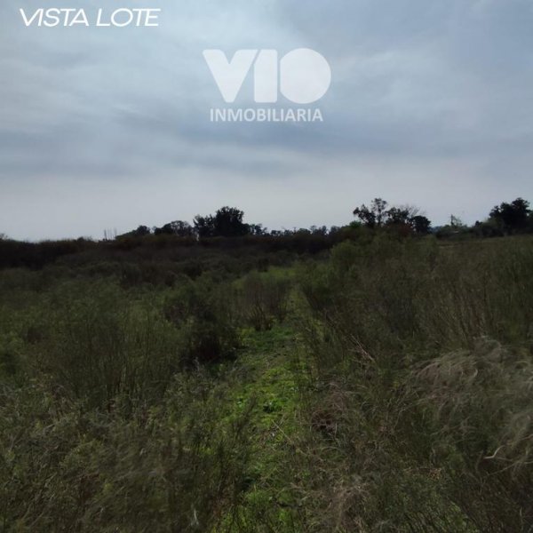 Lote | Colon