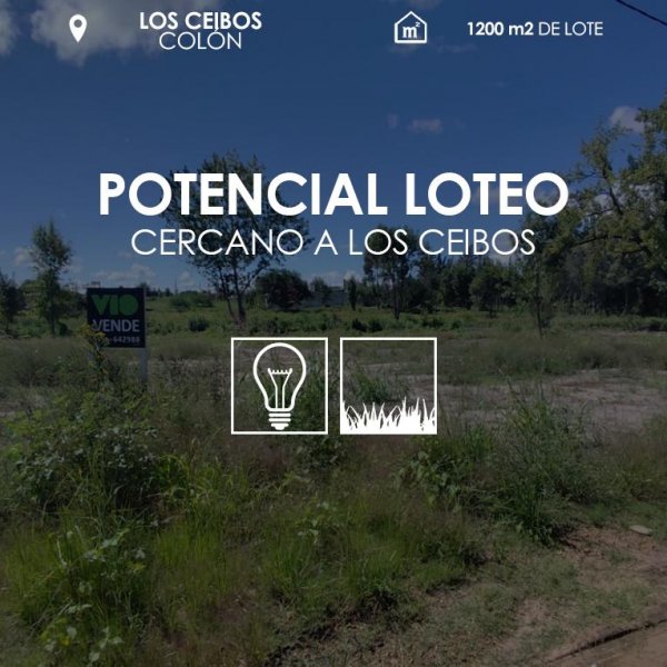 Lote | Colon