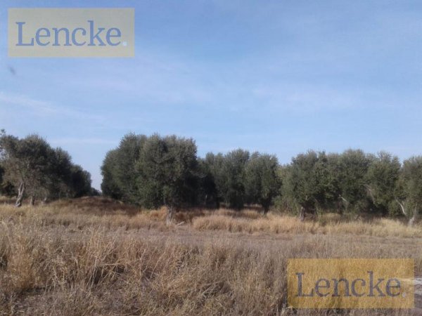 Campo en venta | Capayan
