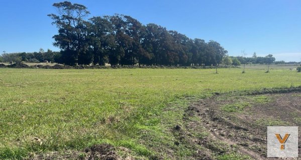 Lote | General Madariaga 