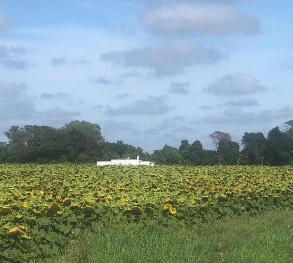 Campo en venta | General Madariaga 
