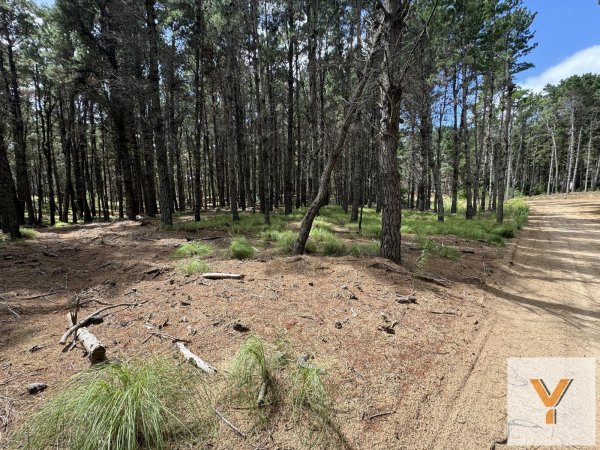 Lote | Norte Playa | Pinamar