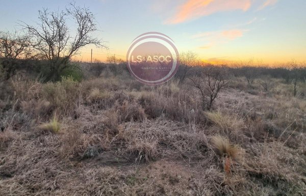 Lote | Cortaderas