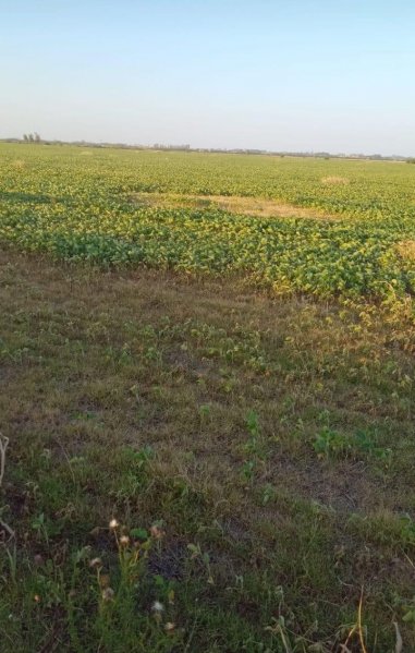 Campo en venta | 3 ambientes | El Socorro | Pergamino