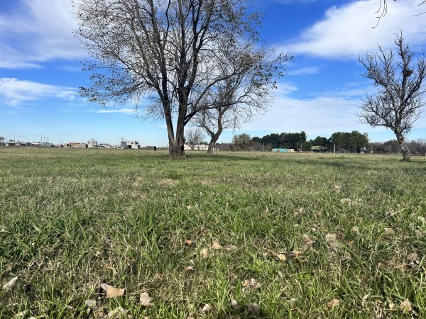 Lote | Funes