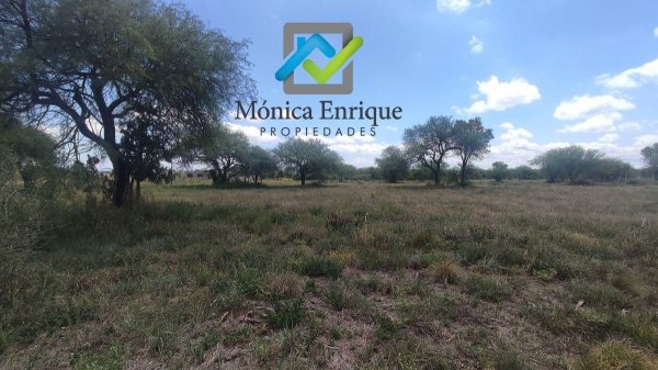 Lote | Merlo