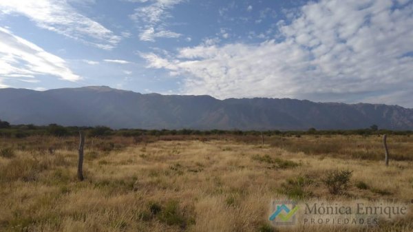 Lote | Cortaderas