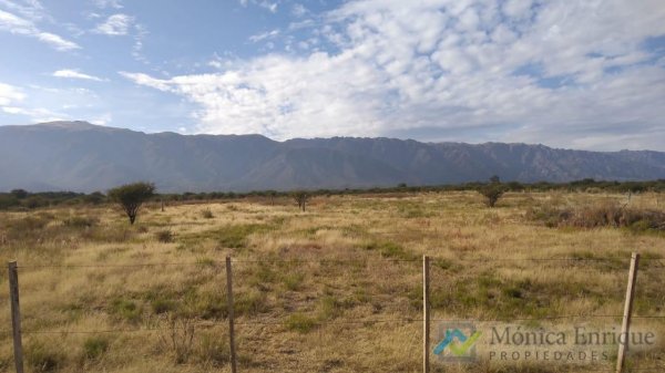 Lote | Cortaderas