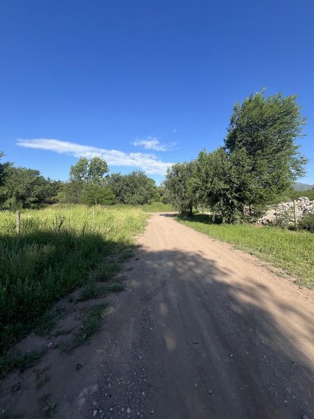 Lote | Molinari