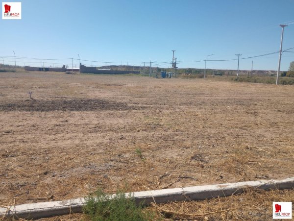 Lote | Plottier