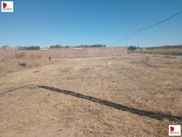 Lote | Plottier