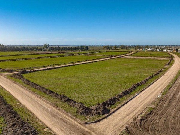 Lote | Funes