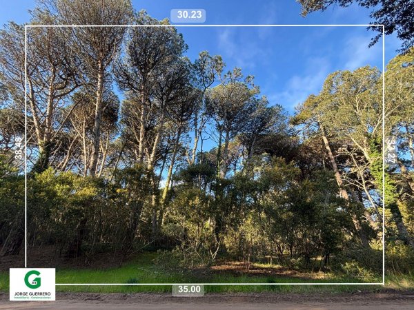 Lote | Caril&oacute;