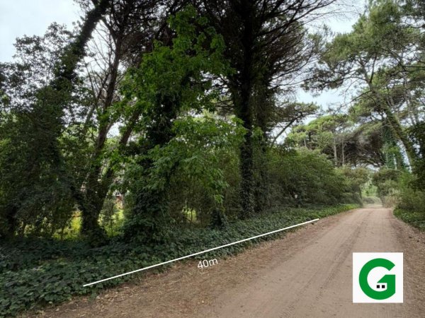 Lote | Caril&oacute;