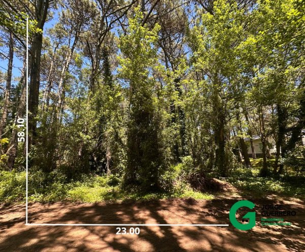 Lote | Caril&oacute;