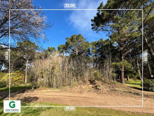 Lote | Caril&oacute;