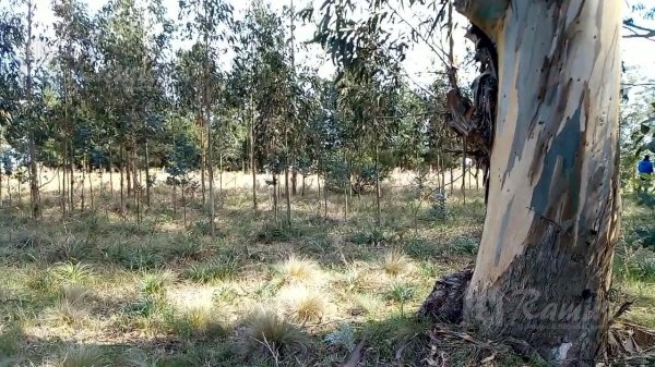 Lote | Necochea