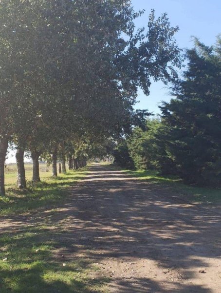 Lote | Esther