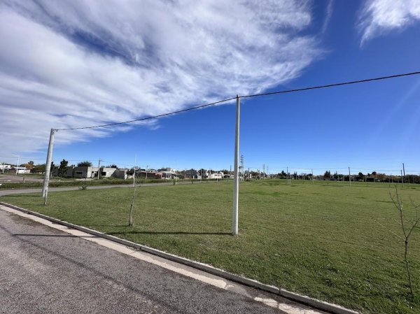 Lote | Ricardone