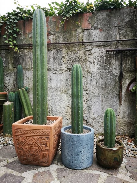 Cactus columnar para decoraci&oacute;n 1 metro