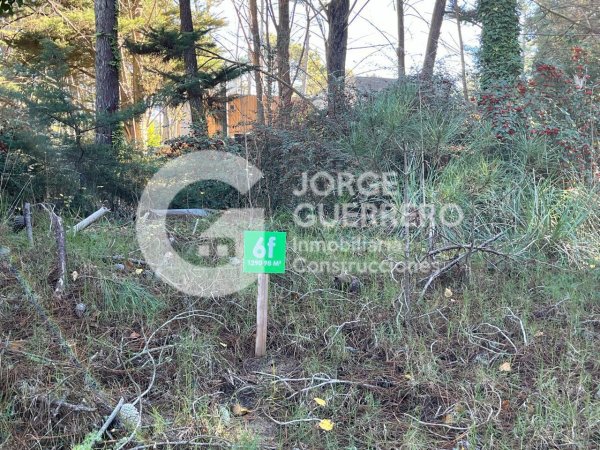Lote | Caril&oacute;