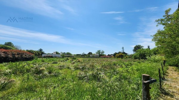 Lote | Pergamino