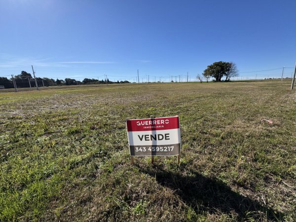 Lote | Oro Verde